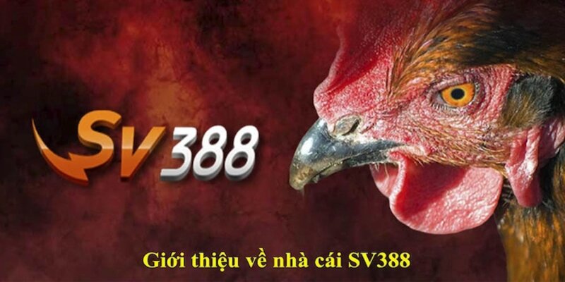 Giới thiệu những nét cơ bản về SV388 thiên đường đổi thưởng