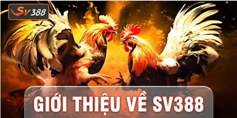 Những ưu điểm đặc biệt tại  sảnh game SV388 thiên đường đổi thưởng